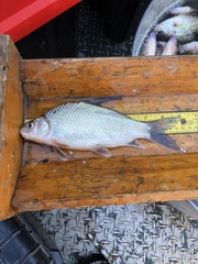 Carpiodes cyprinus
