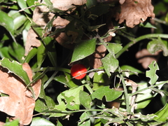Ruscus aculeatus