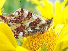 Boloria pales