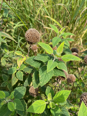 Monarda fistulosa
