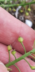 Lobularia maritima