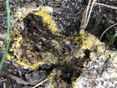 Hypomyces microspermus