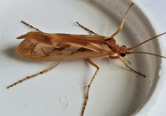 Limnephilus rhombicus