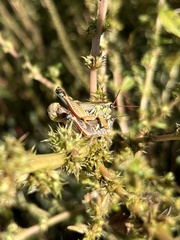 Melanoplini