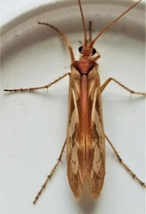 Limnephilus rhombicus