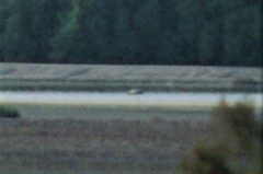 Mycteria ibis