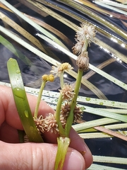 Sparganium fluctuans