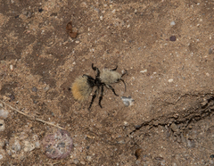 Dasymutilla magna