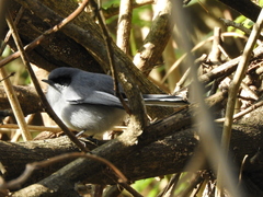 Polioptila dumicola