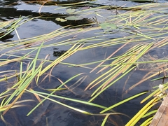 Sparganium fluctuans