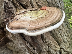 Ganoderma
