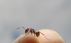 Formica cinerea