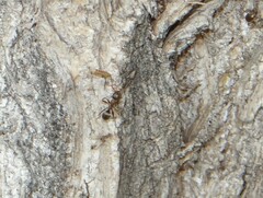 Formica cinerea