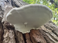Ganoderma