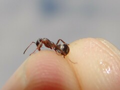 Formica cinerea
