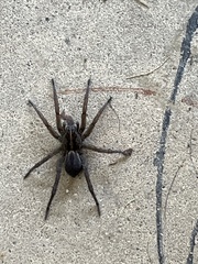 Tigrosa helluo