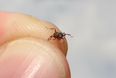 Formica cinerea