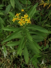 Senecio sarracenicus