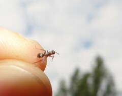 Formica cinerea