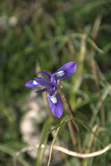 Irideae