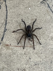 Tigrosa helluo