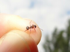 Formica cinerea