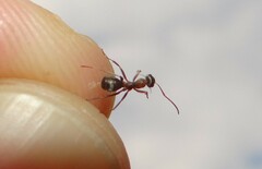 Formica cinerea