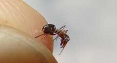 Formica cinerea