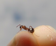 Formica cinerea