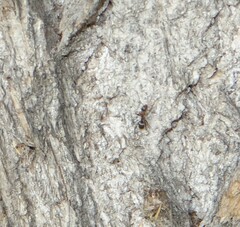 Formica cinerea