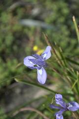 Irideae