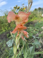 Gladiolus
