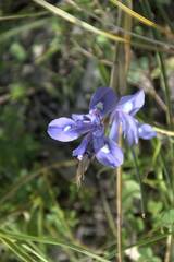 Irideae