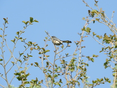 Polioptila dumicola