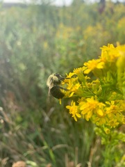 Bombus impatiens