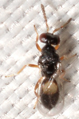 Euplectrus