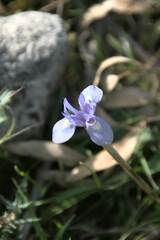Irideae