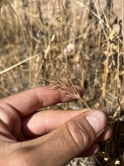 Bromus rubens