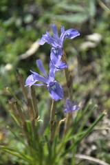 Irideae