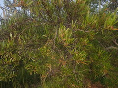 Dodonaea viscosa
