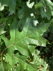 Zopheroteras sphaerula