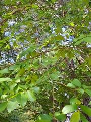 Ulmus parvifolia
