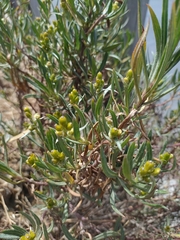 Senecio clivicola