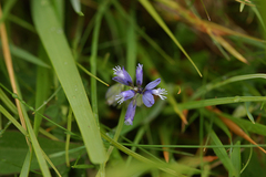 Polygala vulgaris