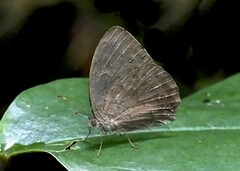 Bicyclus sangmelinae