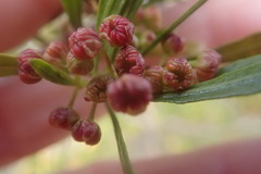 Dodonaea viscosa