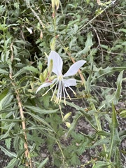 Oenothera lindheimeri