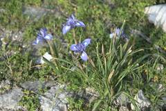 Irideae