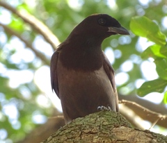 Cyanocorax cyanomelas