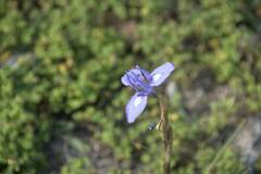 Irideae